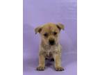 Adopt Harry a Cardigan Welsh Corgi, Mixed Breed