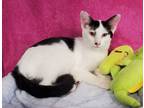 Adopt Boogy a Domestic Short Hair