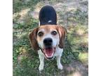 Adopt Barkley a Beagle, Mixed Breed