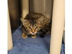 Adopt Dakota a Domestic Short Hair