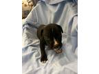 Adopt Jerome a Pit Bull Terrier