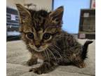 Adopt Simba a Domestic Short Hair