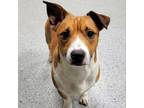 Adopt Link a Corgi, Jack Russell Terrier