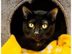 Adopt Jay a Domestic Short Hair