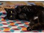 Adopt Silent Bob a Domestic Short Hair