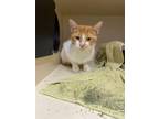 Adopt Fanta a Domestic Short Hair