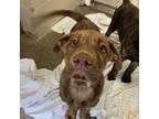 Adopt Bailey a Labrador Retriever, Rottweiler