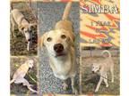 Adopt SIMBA - JCAS a Yellow Labrador Retriever