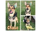 Adopt Chase a German Shepherd Dog