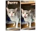 Adopt Dusty - Silo a Domestic Short Hair