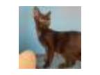 Adopt Oliver a Domestic Short Hair