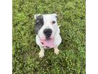 Adopt Goose a Pit Bull Terrier, Boxer