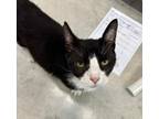 Adopt Timothy a Domestic Short Hair
