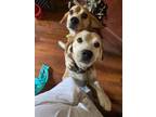 Adopt Chewey and Charlie - Fostered in Topeka a Beagle