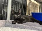 Adopt Mr. Crocker (Yellow) a Domestic Short Hair