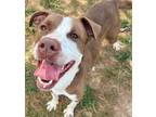 Adopt Clampett a Pit Bull Terrier, Mixed Breed