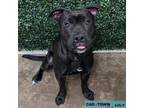 Adopt Xayden a Pit Bull Terrier