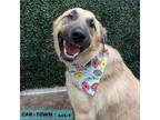 Adopt Moose a Anatolian Shepherd
