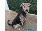 Adopt Sly Cooper a Shepherd, Mountain Cur