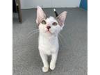 Adopt Ricky Bobby a Domestic Short Hair