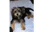 Adopt Dickory (In Foster) a Shih Tzu, Yorkshire Terrier