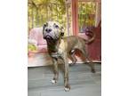 Adopt Tennis a Pit Bull Terrier