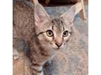 Adopt Lover a Domestic Short Hair