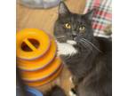 Adopt Meatball a Domestic Medium Hair