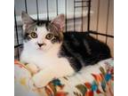 Adopt Eddie a Domestic Short Hair