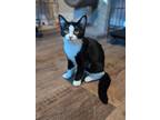 Adopt Clem a Domestic Short Hair
