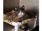 Adopt Shikamaru a Domestic Short Hair