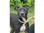 Adopt Gucci a Labrador Retriever, Mixed Breed