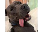 Adopt Braxton a Mixed Breed