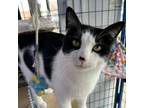Adopt Foal a Domestic Short Hair