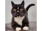 Adopt Sherlock a Domestic Short Hair