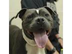 Adopt Jabba a Pit Bull Terrier, Mixed Breed