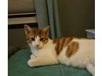 Adopt Lucky a Domestic Short Hair