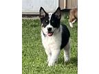 Adopt Steiner a Australian Shepherd