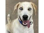 Adopt Boudreaux D17060 a Catahoula Leopard Dog