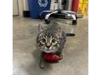 Adopt Merle a Domestic Short Hair