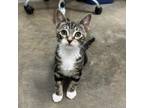 Adopt Fritz a Domestic Short Hair