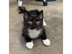 Adopt Vincent a Domestic Short Hair