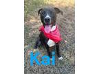 Adopt Kai 122979 a Pit Bull Terrier