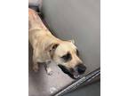 Adopt Macho 123493 a Mastiff, Mixed Breed
