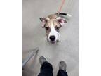 Adopt Fang 30946 a Pit Bull Terrier, Mixed Breed