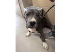 Adopt Luigi 122979 a Pit Bull Terrier