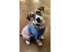 Adopt Bubinga a Pit Bull Terrier, Mixed Breed