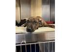 Adopt Cocobolo a Pit Bull Terrier, Mixed Breed