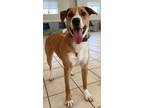 Adopt Lightning a Australian Shepherd, Mixed Breed