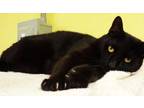 Adopt Enok / Panther a Domestic Short Hair